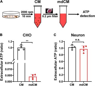 Neurons Release Injured Mitochondria as “Help-Me” Signaling After Ischemic Stroke